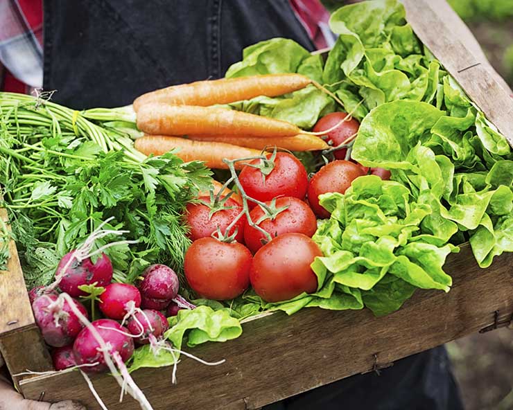 Consejos cuidado huerta Jardineria Castrillon