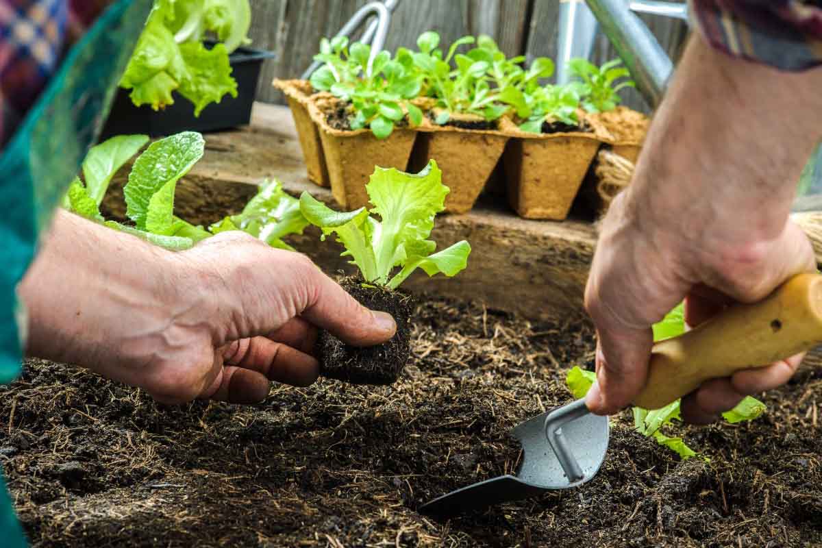 Todo para tu huerta o jardin en Piedras Blancas