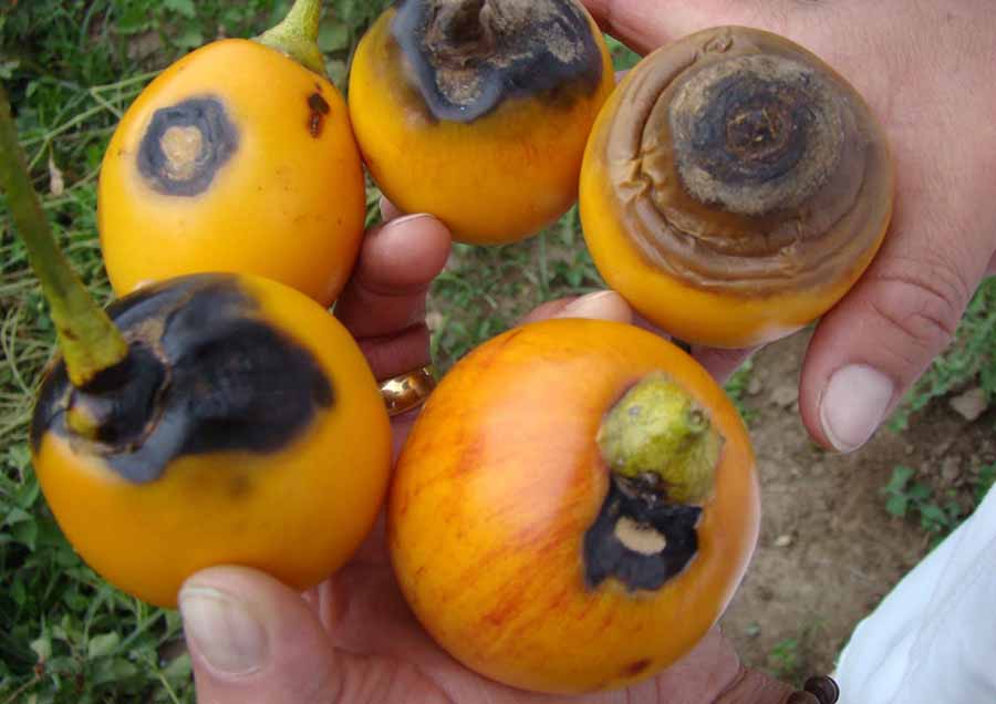 solucion enfermedades plantas jardineria Castrillon Piedras Blancas Aviles