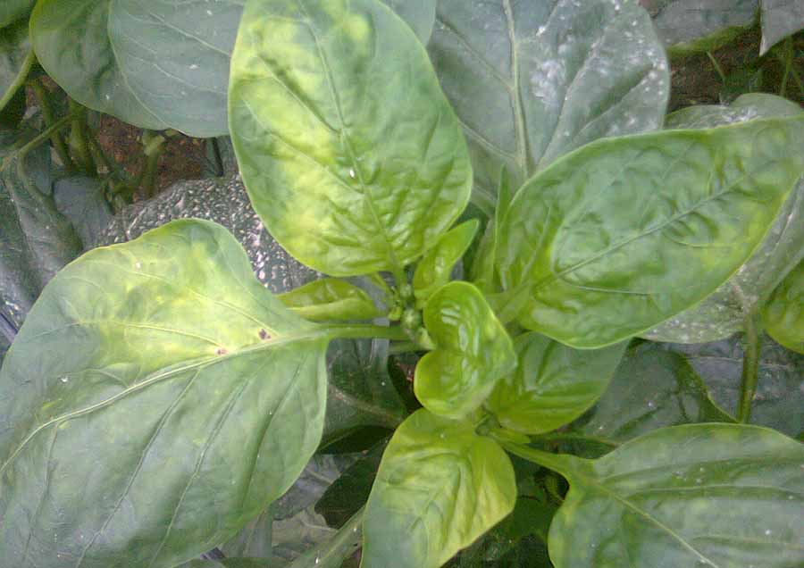 solucion enfermedades plantas jardineria Castrillon Piedras Blancas Aviles