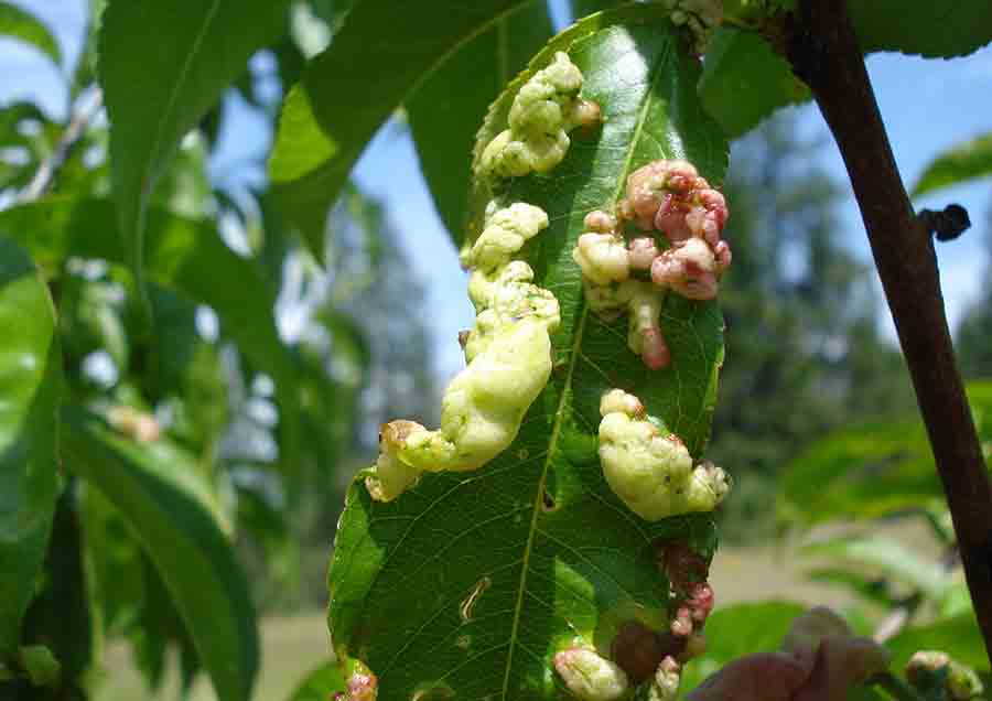 solucion enfermedades plantas jardineria Castrillon Piedras Blancas Aviles