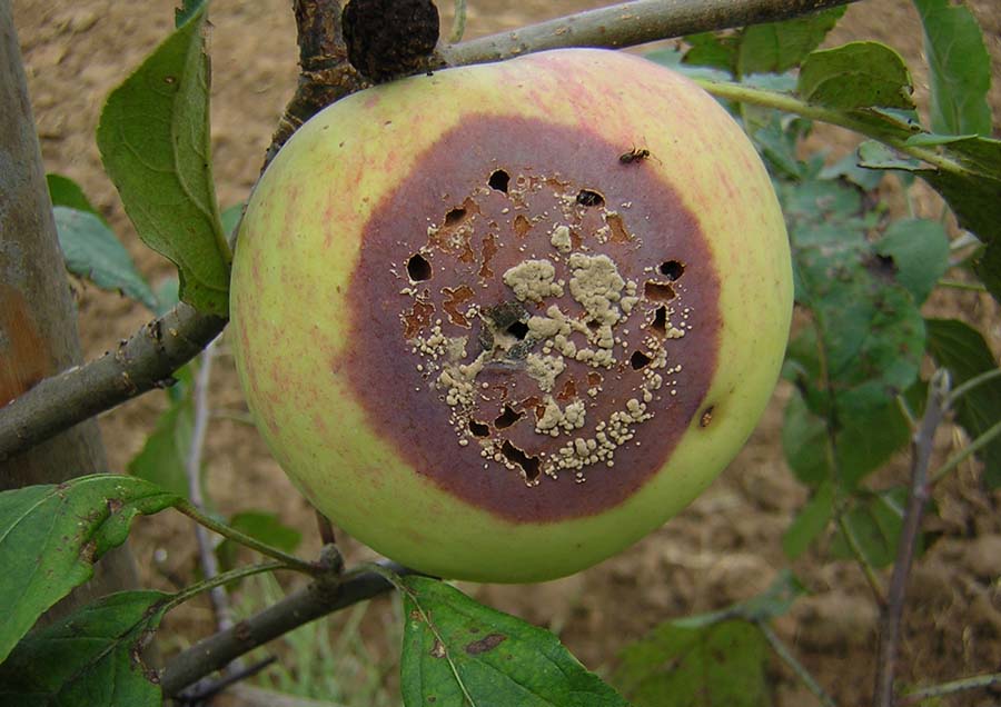solucion enfermedades plantas jardineria Castrillon Piedras Blancas Aviles