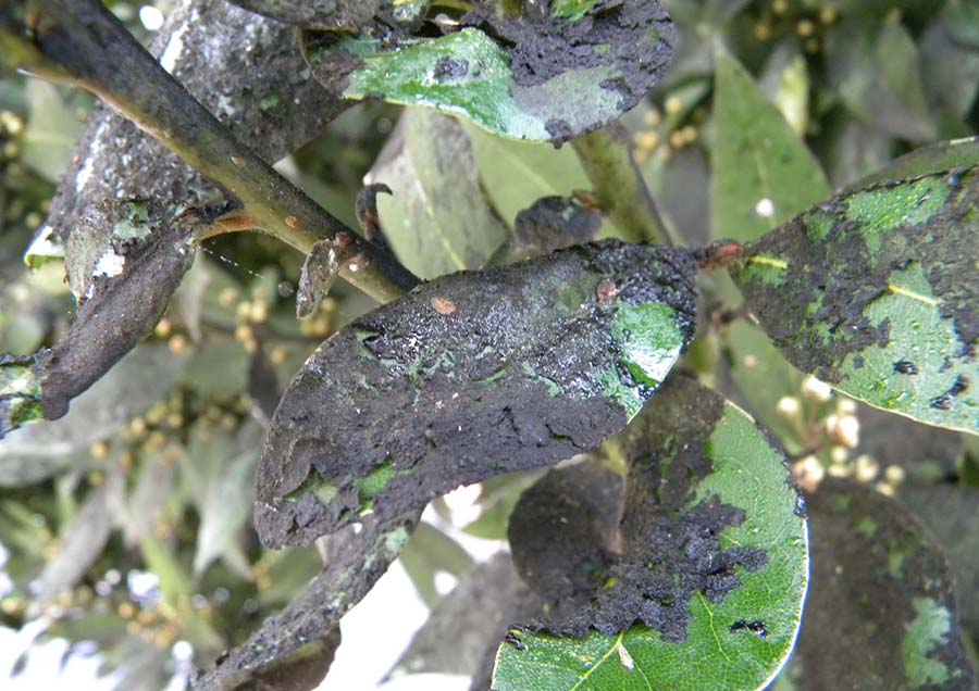 solucion enfermedades plantas jardineria Castrillon Piedras Blancas Aviles