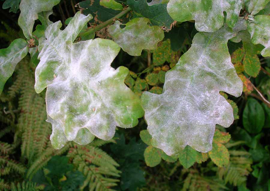 solucion enfermedades plantas jardineria Castrillon Piedras Blancas Aviles
