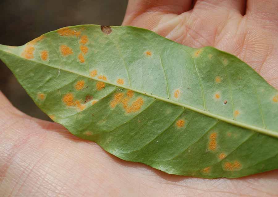 solucion enfermedades plantas jardineria Castrillon Piedras Blancas Aviles