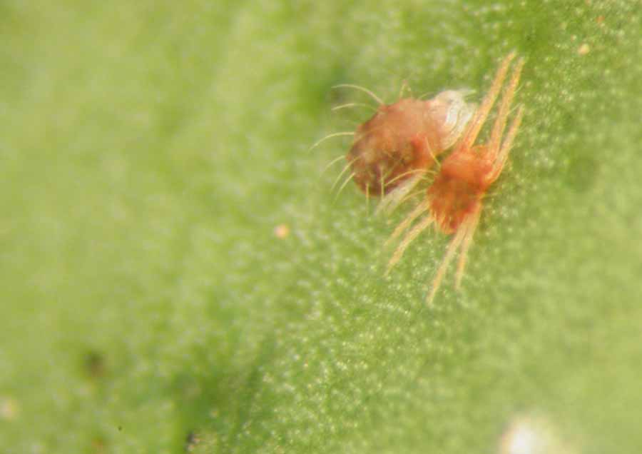 solucion plagas jardineria Castrillon Piedras Blancas Aviles