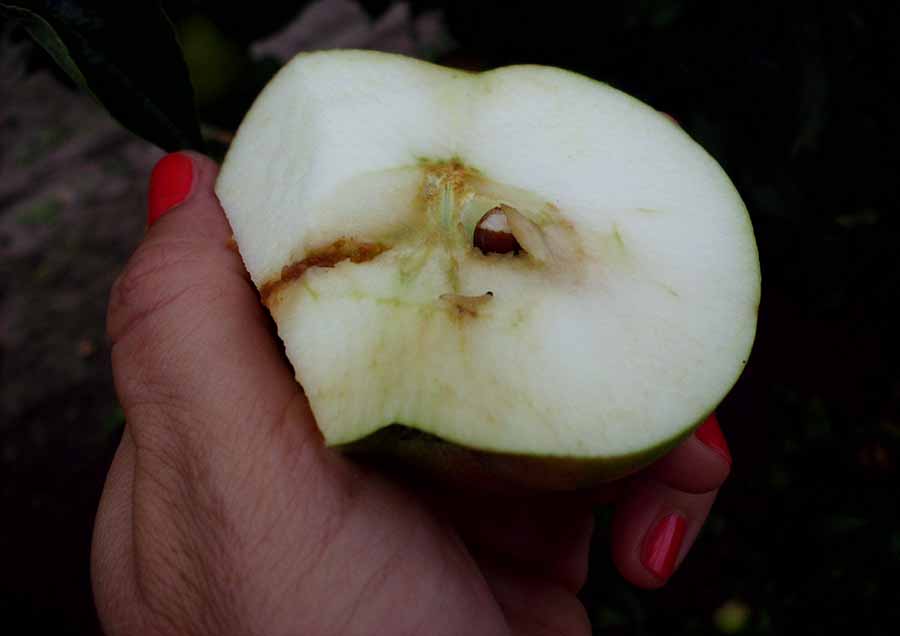 solucion plagas jardineria Castrillon Piedras Blancas Aviles