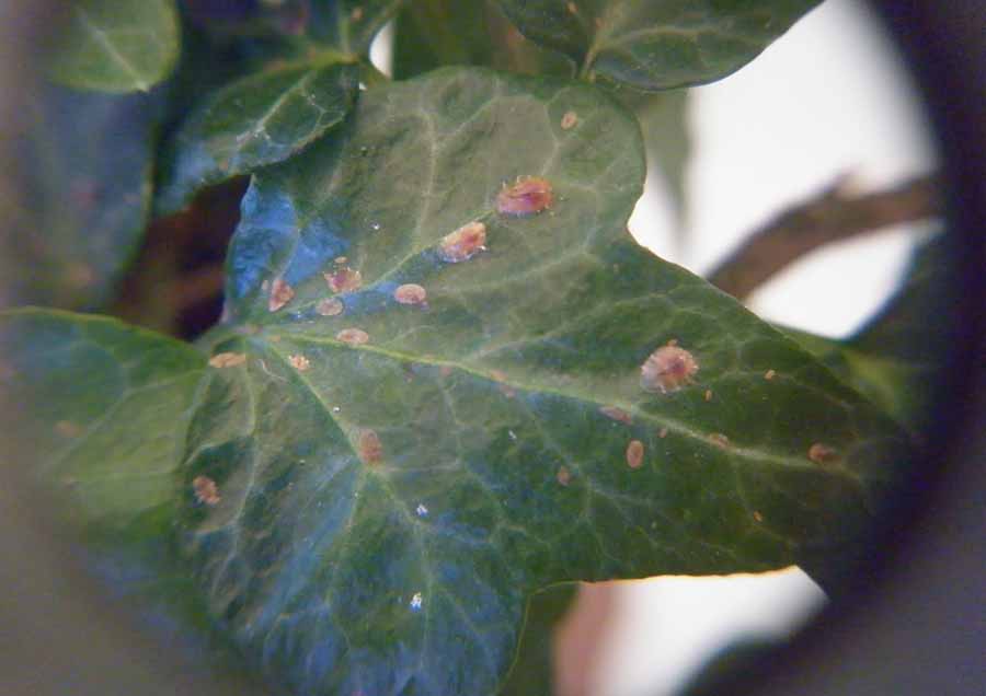 solucion plagas jardineria Castrillon Piedras Blancas Aviles