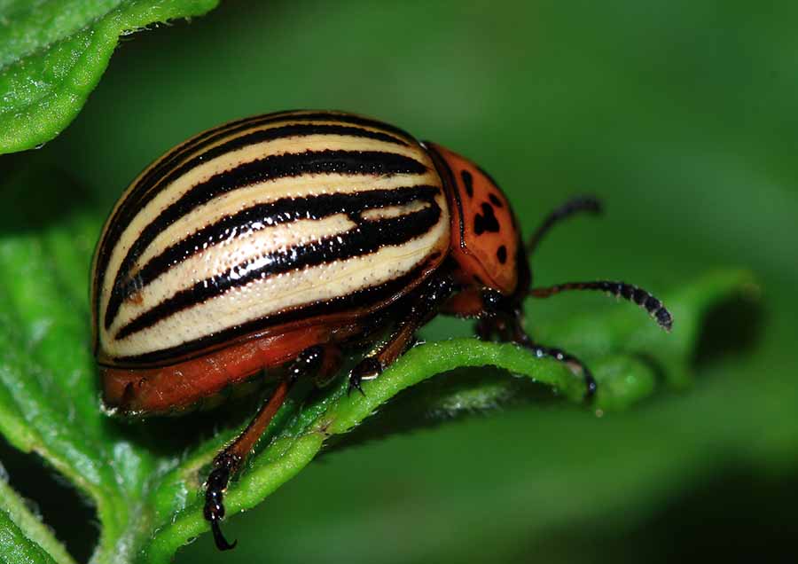solucion plagas jardineria Castrillon Piedras Blancas Aviles