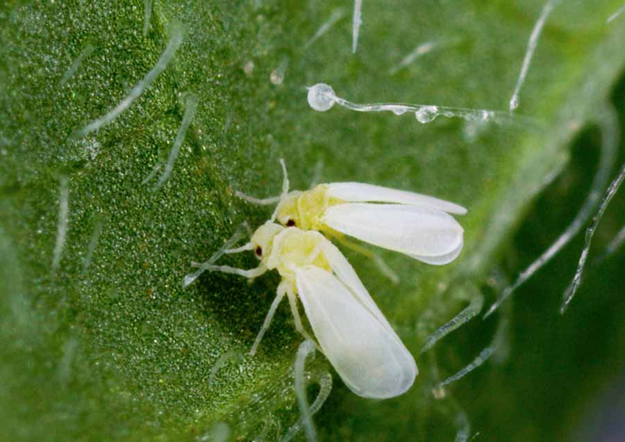solucion plagas jardineria Castrillon Piedras Blancas Aviles