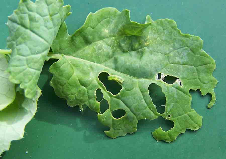 solucion plagas jardineria Castrillon Piedras Blancas Aviles