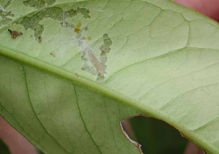 solucion plagas jardineria Castrillon Piedras Blancas Aviles
