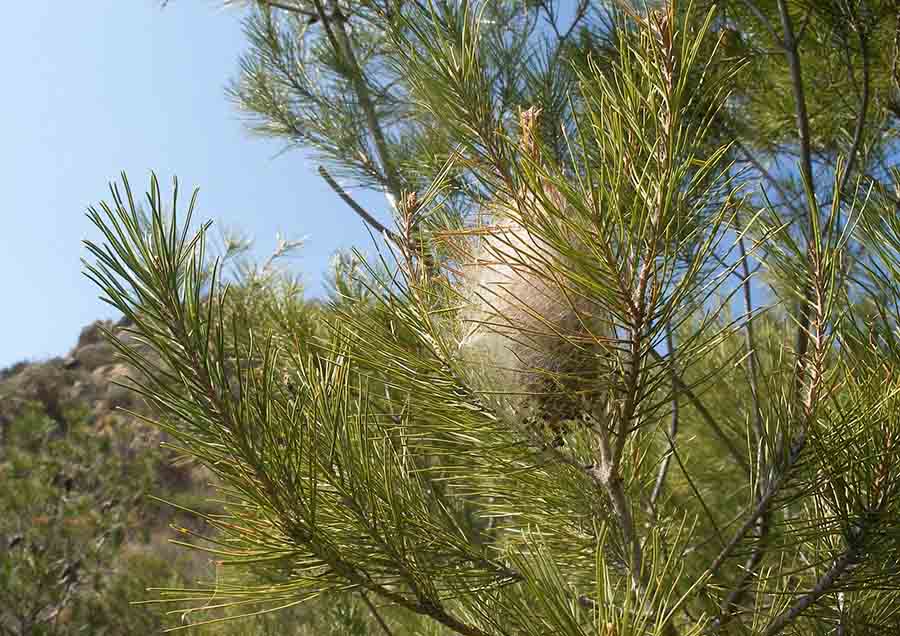 solucion plagas jardineria Castrillon Piedras Blancas Aviles