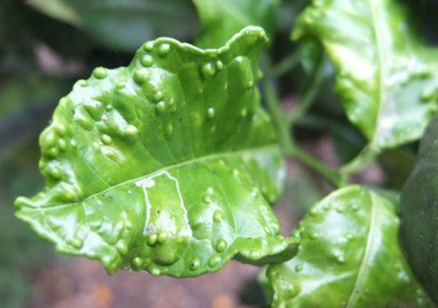 solucion plagas jardineria Castrillon Piedras Blancas Aviles