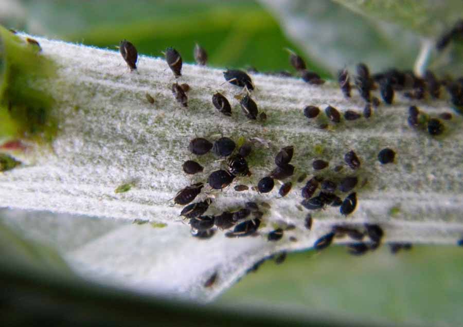solucion plagas jardineria Castrillon Piedras Blancas Aviles