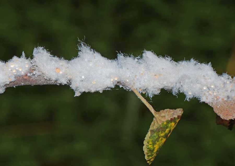 solucion plagas jardineria Castrillon Piedras Blancas Aviles