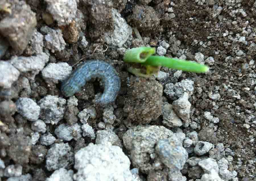 solucion plagas jardineria Castrillon Piedras Blancas Aviles