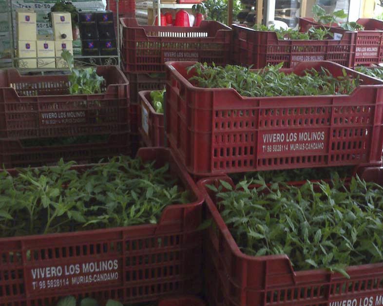 plantas huertas y jardines