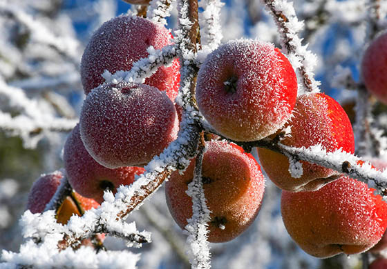 consejos cuidado huerta jardin invierno Jardineria Castrillon