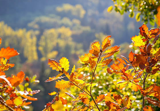 consejos cuidado huerta jardin otoño Jardineria Castrillon
