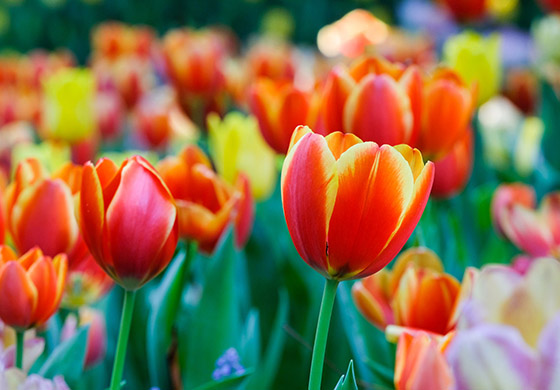 consejos cuidado huerta jardin primavera Jardineria Castrillon