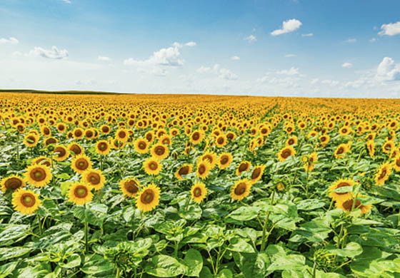 consejos cuidado huerta jardin verano Jardineria Castrillon